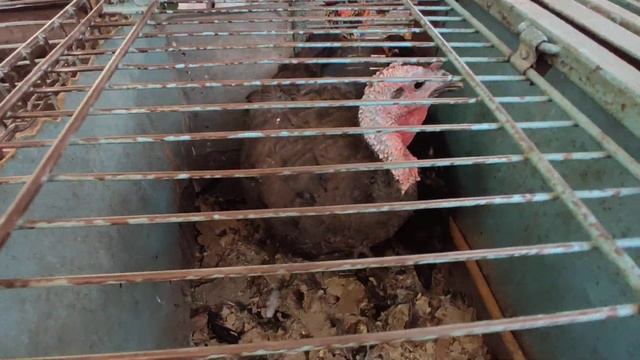 ??ӨЗГӨН ШААРЫ ТООКТОР ЖӨЖӨ 20 СОМ? АРЗАНДАДЫ АЛАРМАН АДАМ ЖООК смотреть онлайн
