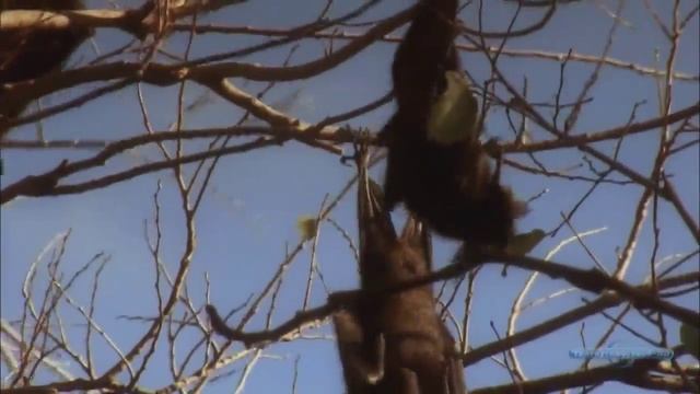 Nautilus Pompilius   Наутилус Помпилиус   Летучая мышь