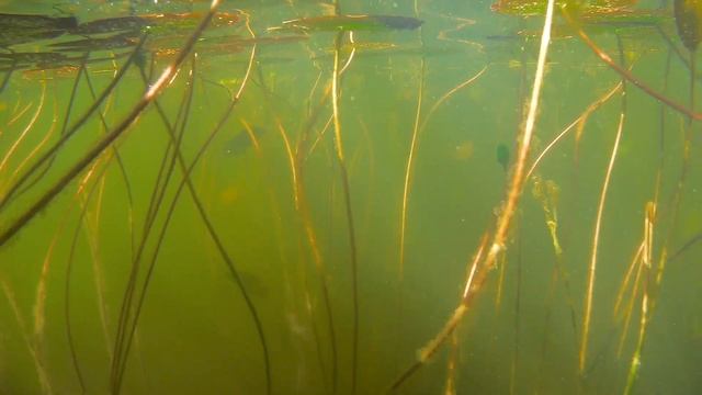 Озеро Глубокое. Кувшинки и кубышки смотреть онлайн