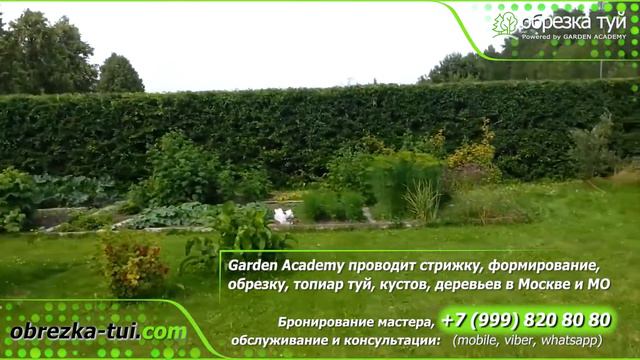 Формирование живой изгороди Москва ☎+7-999-820-80-80 www.Obrezka-tui.com смотреть онлайн