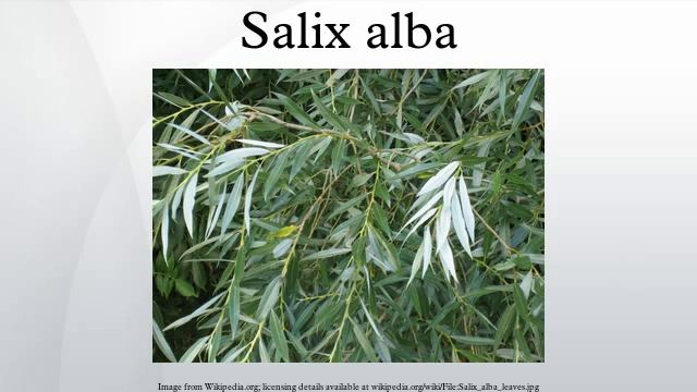 Salix Alba