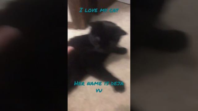 This is my cat deja vu I lover so much смотреть онлайн