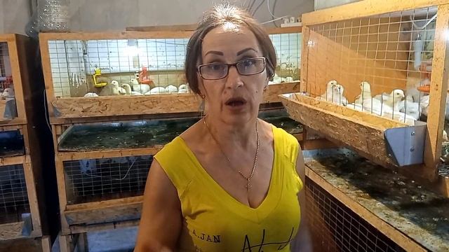 Борьба с жарой 2. Выращивание Бройлеров В Домашних Условиях. смотреть онлайн