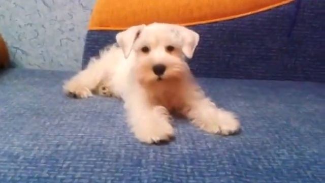 Щенок белого цвергшнауцера балуется смотреть онлайн