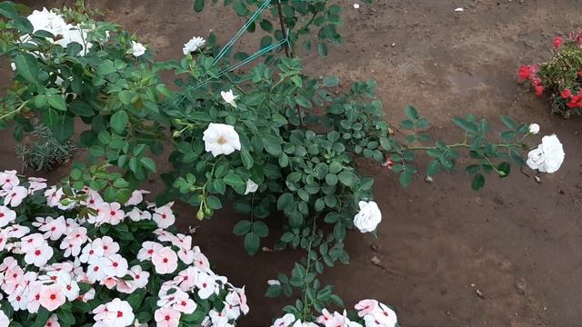 Цветение на 17 августа 2019г. (часть 2) смотреть онлайн