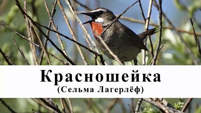 Красношейка | Сельма Лагерлёф | Аудиосказка | Пасхальные сказки смотреть онлайн