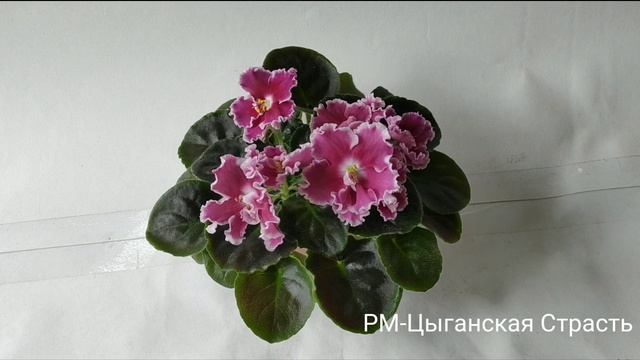 РМ-Дэзи Гарвей, РМ-Розовая Волна, РМ-Цыганская Страсть, РМ-Франческа.