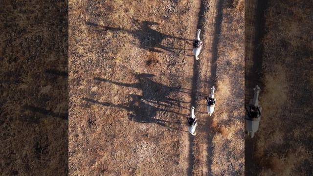 Namibian Cinematic Horseback Visuals смотреть онлайн