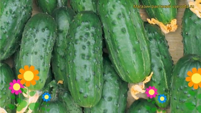 Огурец Карапуз (Огурец). Краткий обзор, описание характеристик, где купить семена cucumis sativus смотреть онлайн