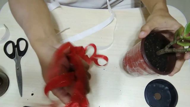 JADE PLANT MY GIFT FOR TIYA INDAY PLUS BIRTHDAY CELEBRATION OF TIYA HAPPY BIRTHDAY |MUTYA BALILING| смотреть онлайн