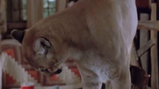 Собака против Пумы! Он Пожертвовал Собой Ради Спасения Двух Девочек смотреть онлайн