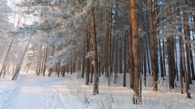 Зимний лес смотреть онлайн