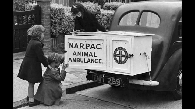 British DOG MASSACRE 1939 - why the Brits killed their dogs in WW II? смотреть онлайн