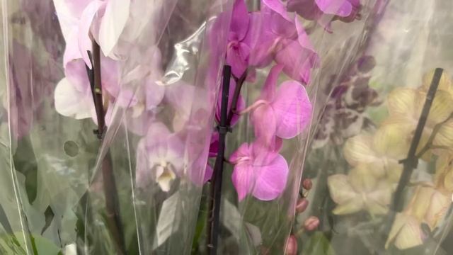 завоз НЕ ДОРОГИХ ОРХИДЕЙ всегда есть необычные орхидеи смотреть онлайн