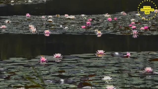 ?Очень красивая мантра нежности и красоты! смотреть онлайн