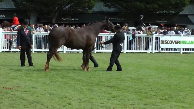 Dublin Horse Show 3 & 4 Year old RID Mare Class RDS 2013 смотреть онлайн