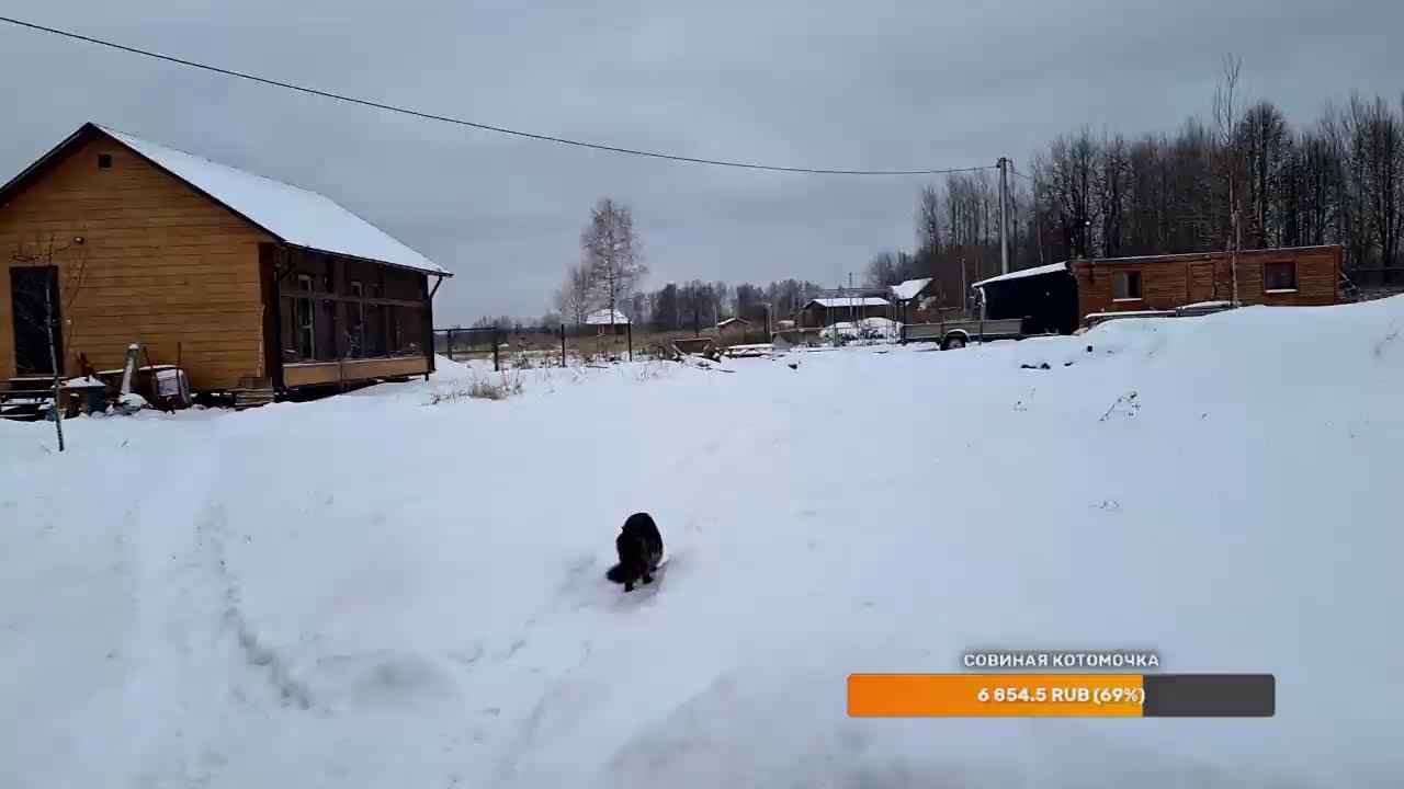 Yoll's добрый Stream из Совиного дола. Кормим птиченек в снегопад