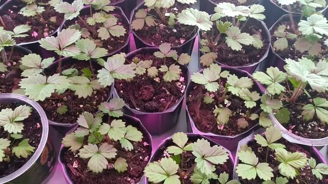 Рассада мелкоплодной земляники 60 дней после посева смотреть онлайн