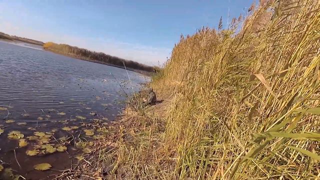 Вот эта карасище!. очередная рыбалка на озеро комендант, на дубасили карасей. смотреть онлайн