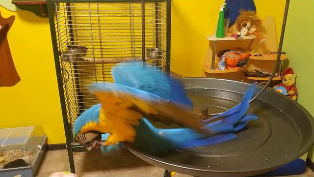 Попугай ара играет, как кот смотреть онлайн