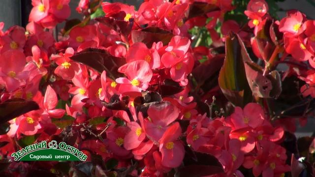 Бегония БИГ немецкой фирмы Бенари смотреть онлайн