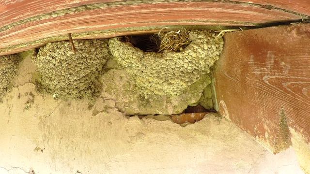 Воробей полевой 160507 1 в гнезде воронка pa160528 9 два подлета смотреть онлайн