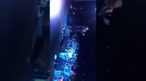 Оксана Почепа Акула   Концерт Быково Оксана Почепа Акула