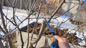 Простая Обрезка Сливы