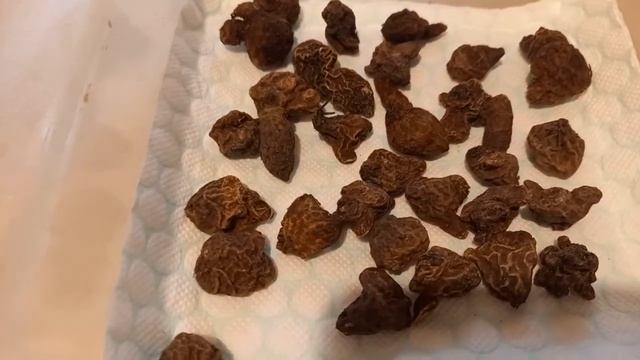 Анемона или ветреница - подготовка клубней анемоны к посадке смотреть онлайн