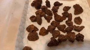 Анемона  или ветреница - подготовка клубней анемоны к посадке