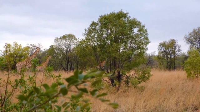 Animal Stock Footage – Royalty Free, No Copyright смотреть онлайн