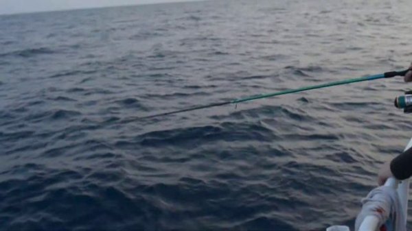 Ловим морского живца - Сардина