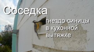Синица свила гнездо в кухонной вытяжке