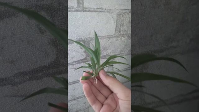 Размножаю хлорофитум 🌼