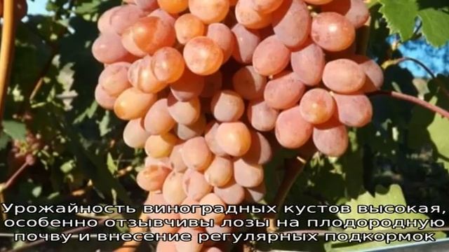 Виноград Румба смотреть онлайн