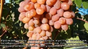 Виноград Румба