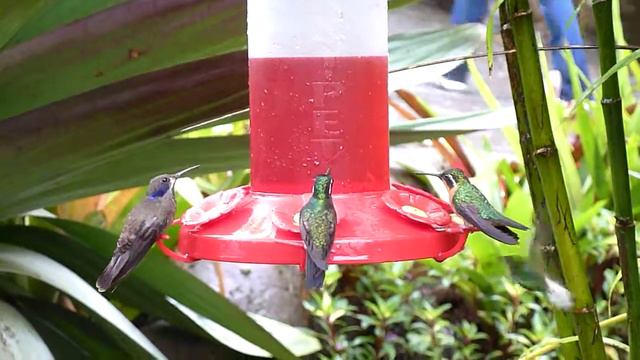 Hummingbirds in Costa Rica смотреть онлайн