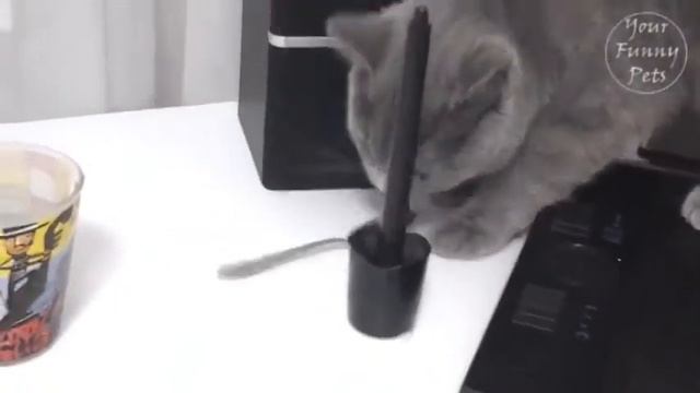 Кот и ложка