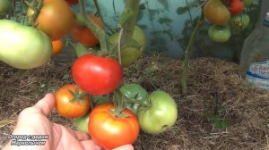 ТОМАТ КУМИР. Обзор сорта  личный опыт.