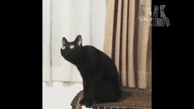 НЕУДАЧНЫЙ ТВЁРК ? - ? 10 МИНУТ ЖАРКИХ ПРИКОЛОВ ? (Приколы 2019, До Слез, Best Coub ) смотреть онлайн