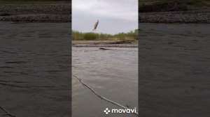 Ловлю усача на реке терек.