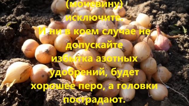 10 секретов хорошего урожая лука смотреть онлайн