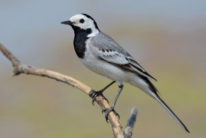 Белая трясогузка//Пение трясогузки//Motacilla alba//голос этой птицы избавит вас от депрессии