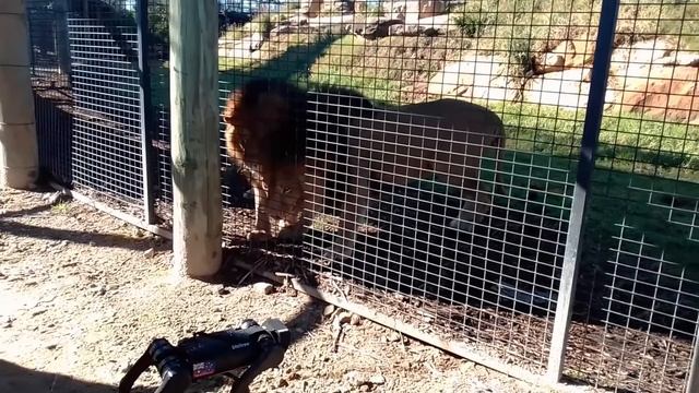 Lions and a Robot Dog at the Zoo- Plaything or Lunch??? смотреть онлайн