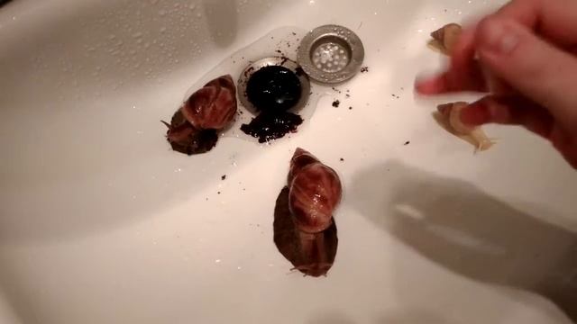 |Купание улиток Ахатин Фулика Стандарт и Ахатин Фулика родаци альбино| смотреть онлайн