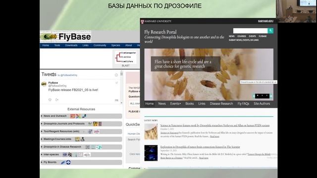 Ремонтный Гений