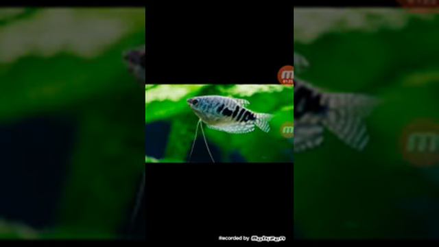 Гурами мраморный основы содержания смотреть онлайн