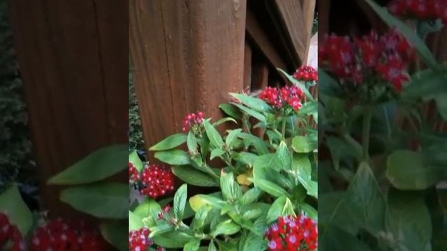 White-lined Sphinx Moth sipping nectar on pentas смотреть онлайн