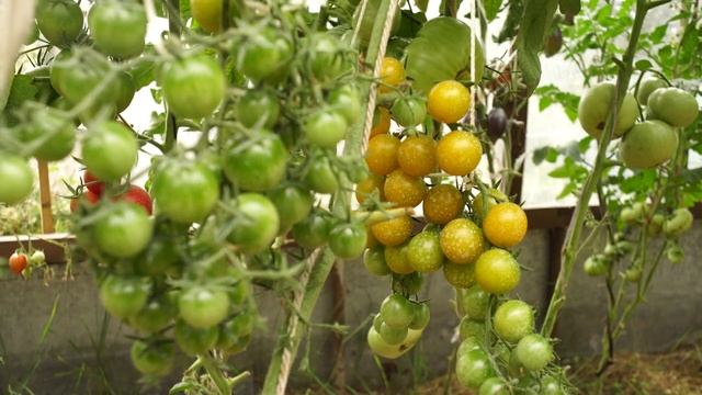 Томат Саммер Сан (Летнее солнце) смотреть онлайн