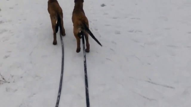Джабар и Драйв. Прогулка. 06.03.2016 г. смотреть онлайн